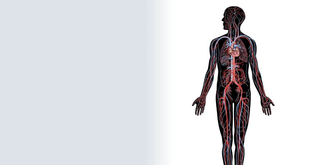 Illustration of arteries and veins throughout the body